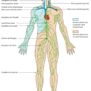 La lymphe et le système lymphatique